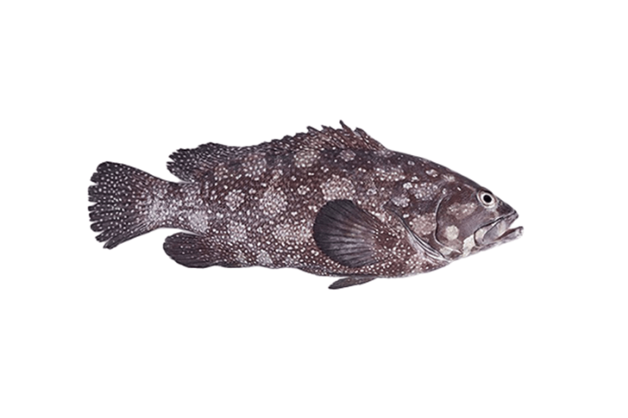 Spotted Grouper Fish From (750g-2kg)