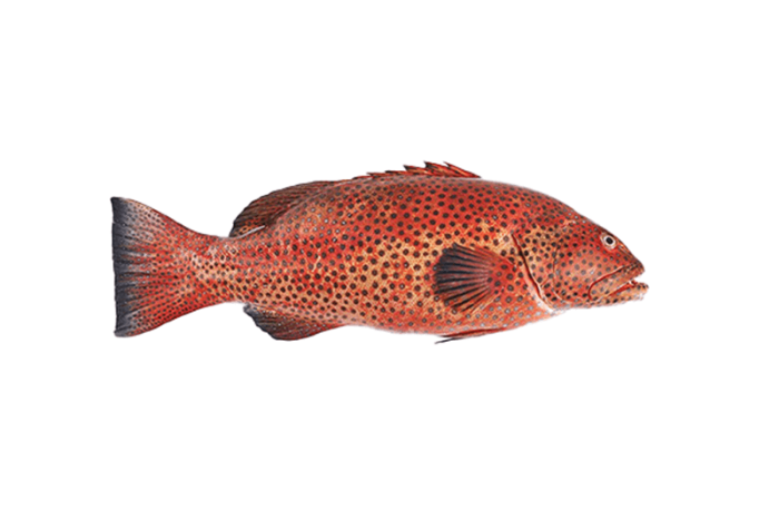 Saddle Grouper Fish From (1-2kg)