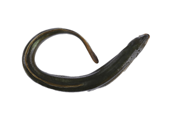 Eel Fish From (1kg-2kg)