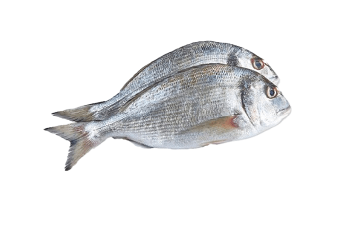 Sea Bream Fish