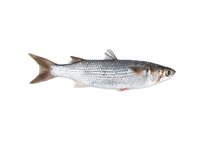 Mullet Fish Big