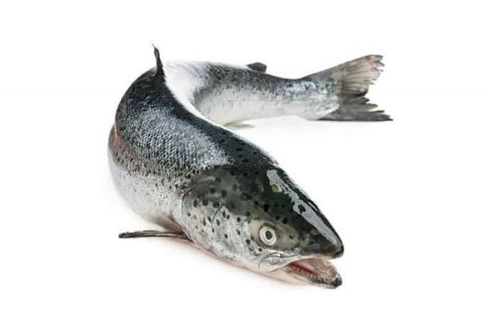 Norwegian Salmon Fish (4-5kg)