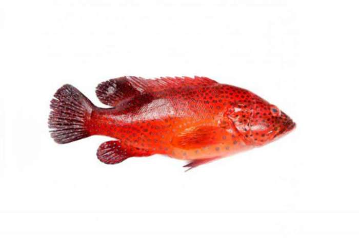 Moon-Tail Grouper Fish From (1kg to 2kg)
