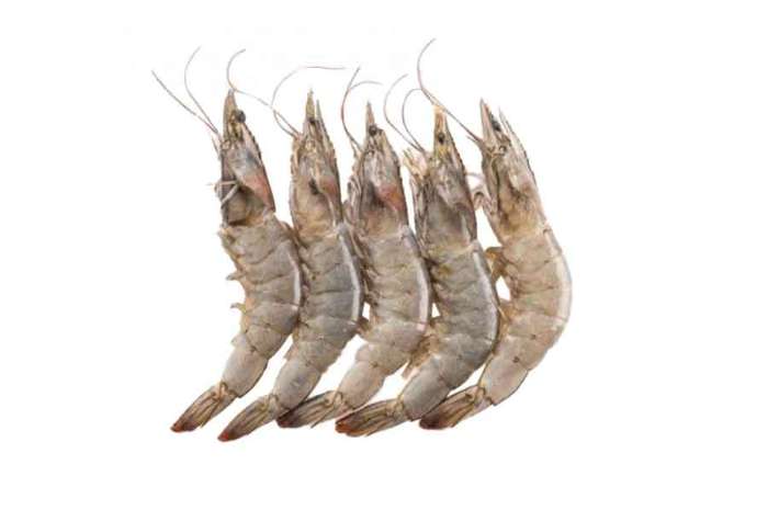 Frozen Shrimps (Large)