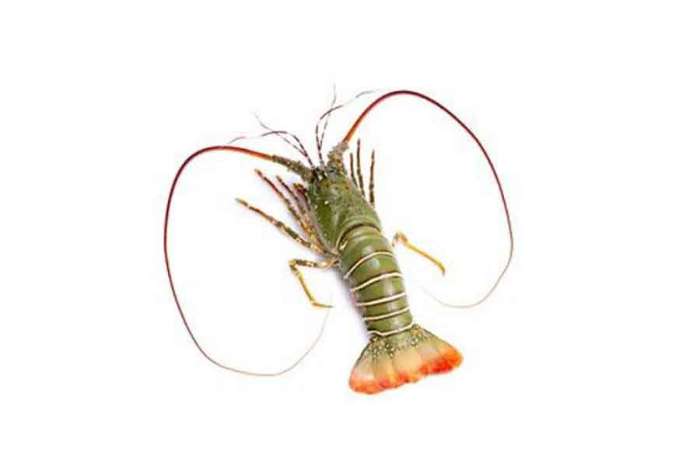 Lobster Whole
