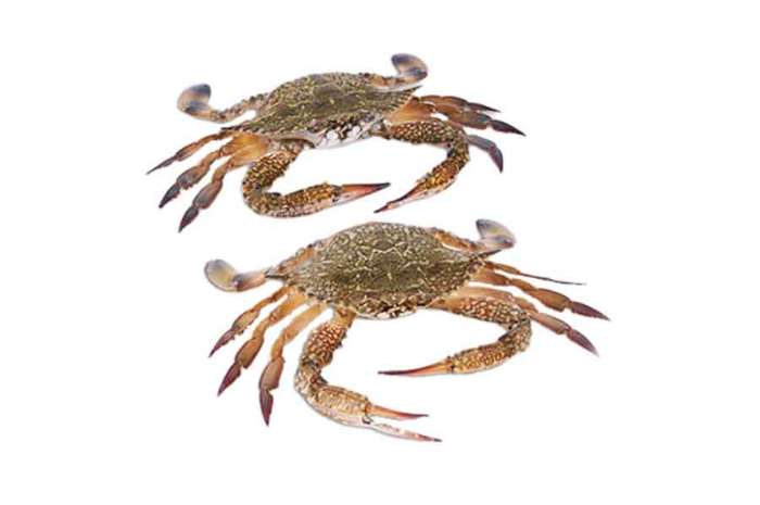 Female Crab